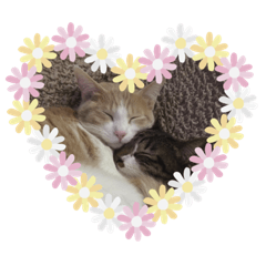 [LINEスタンプ] 我が家の猫達〜仲良し編〜