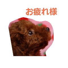 [LINEスタンプ] トイプードル  モモちゃん