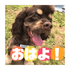 [LINEスタンプ] アメリカンコッカーのれおくん