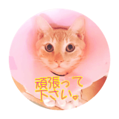 [LINEスタンプ] にゃんこの              つぶやき