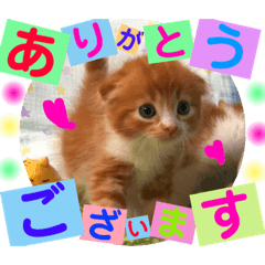 [LINEスタンプ] ねこまーち ビジネス