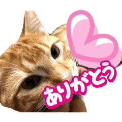 [LINEスタンプ] 毎日使いたいネコの日常