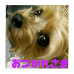 [LINEスタンプ] 我が家の三姉妹ヨーキー・maha