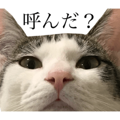 [LINEスタンプ] おいちとほのぴとそばくん