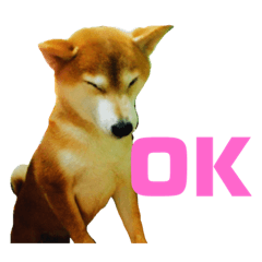 [LINEスタンプ] 愛犬ココスタンプ