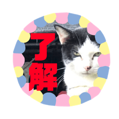 [LINEスタンプ] 猫まみれ一言ニャン