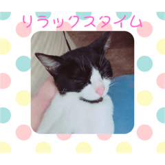 [LINEスタンプ] 猫まみれ色々タイム