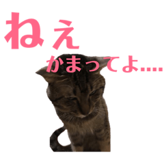 [LINEスタンプ] にゃんしーの仲間たち 背景透過ver.