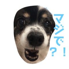 [LINEスタンプ] ロコの気持ち