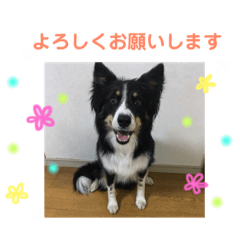[LINEスタンプ] りあんと一緒  Border Collie！