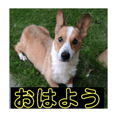 [LINEスタンプ] 毎日使える！コーギースタンプ