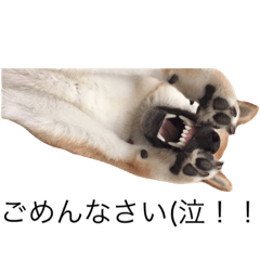 [LINEスタンプ] 柴犬るいくん2