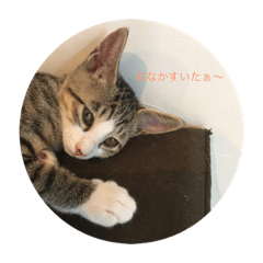 [LINEスタンプ] すーさんちの保護猫にゃんズ