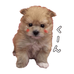 [LINEスタンプ] イケワンこてつくんのスタンプ