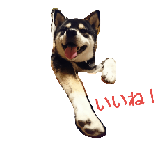 [LINEスタンプ] 黒柴ゴロー(再び)