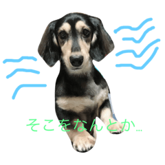 [LINEスタンプ] 可愛い我が家のワンコたちです