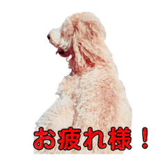 [LINEスタンプ] 犬スタンプだよ