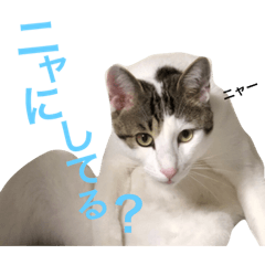 [LINEスタンプ] 磯ニャンズ