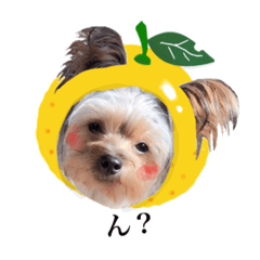 [LINEスタンプ] ワンコのゆずちゃんのスタンプ