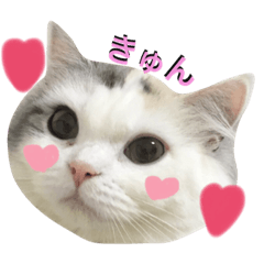 [LINEスタンプ] 立ち耳スコのしらたま