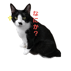 [LINEスタンプ] ねねとこにゃ