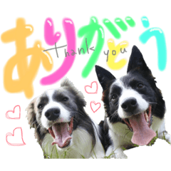 [LINEスタンプ] ボーダーコリーおぼみなまな