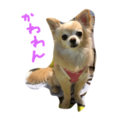 [LINEスタンプ] 毎日みるく