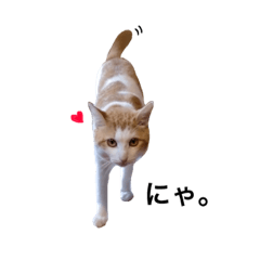 [LINEスタンプ] ねこのたおくん