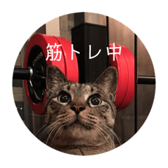 [LINEスタンプ] ねこ時々トレーニング