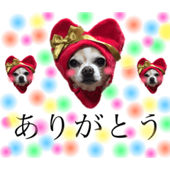 [LINEスタンプ] チワワの小太郎2