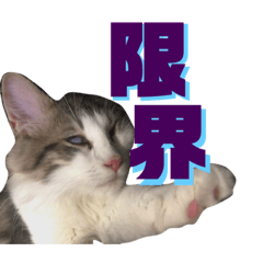 [LINEスタンプ] 暮らしのスタンプ「ねことフェレット」