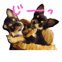 [LINEスタンプ] チワワ ちの らて