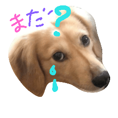 [LINEスタンプ] ダックス 顔