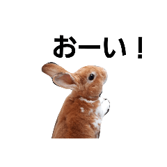 [LINEスタンプ] mofuusagi