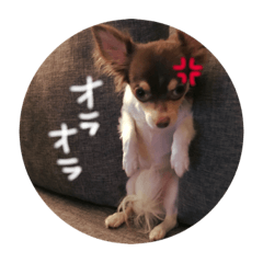[LINEスタンプ] こたろう参上