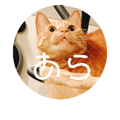 [LINEスタンプ] 可愛い3匹の猫のスタンプ 相槌とかの画像（メイン）