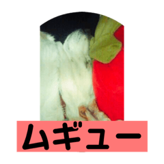 [LINEスタンプ] うちのみゅうちゃん