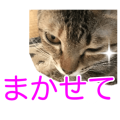 [LINEスタンプ] まめちゃり 3