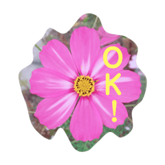 [LINEスタンプ] お花の気持ちスタンプ