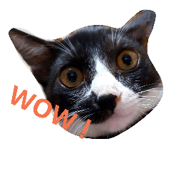 [LINEスタンプ] うちの猫スタンプ。