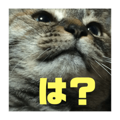 [LINEスタンプ] あでゅもでゅ