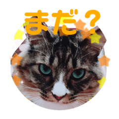 [LINEスタンプ] コタローさんの日常2