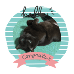[LINEスタンプ] 落ち込んだ時に元気をくれるねこたん