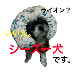 [LINEスタンプ] 小雪さん。写真シリーズ①
