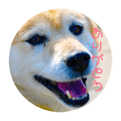 [LINEスタンプ] かわいいはなちゃん！