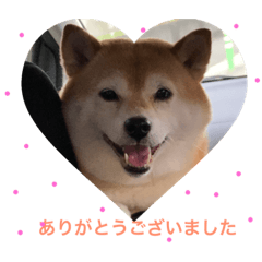 [LINEスタンプ] 柴犬…日常編