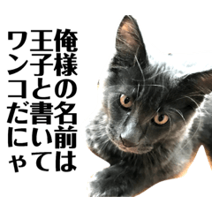 [LINEスタンプ] わんこは猫！？