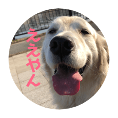 [LINEスタンプ] ゴールデンレトリバーのきいやんです