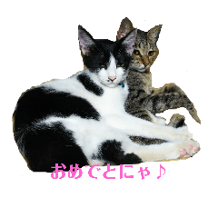 [LINEスタンプ] 姉弟ねこさんサチユキ3