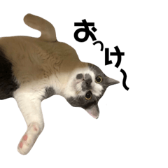 [LINEスタンプ] 猫のジローさん(1)